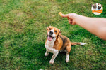 Beagle sitting on grass, focused on a hand holding a freeze-dried chicken liver dog treat.