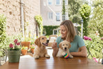Woman training two Golden Retriever puppies at a wooden table outdoors in a sunny garden. One puppy plays with a rainbow-colored ball while the other focuses on a treat in her hand.