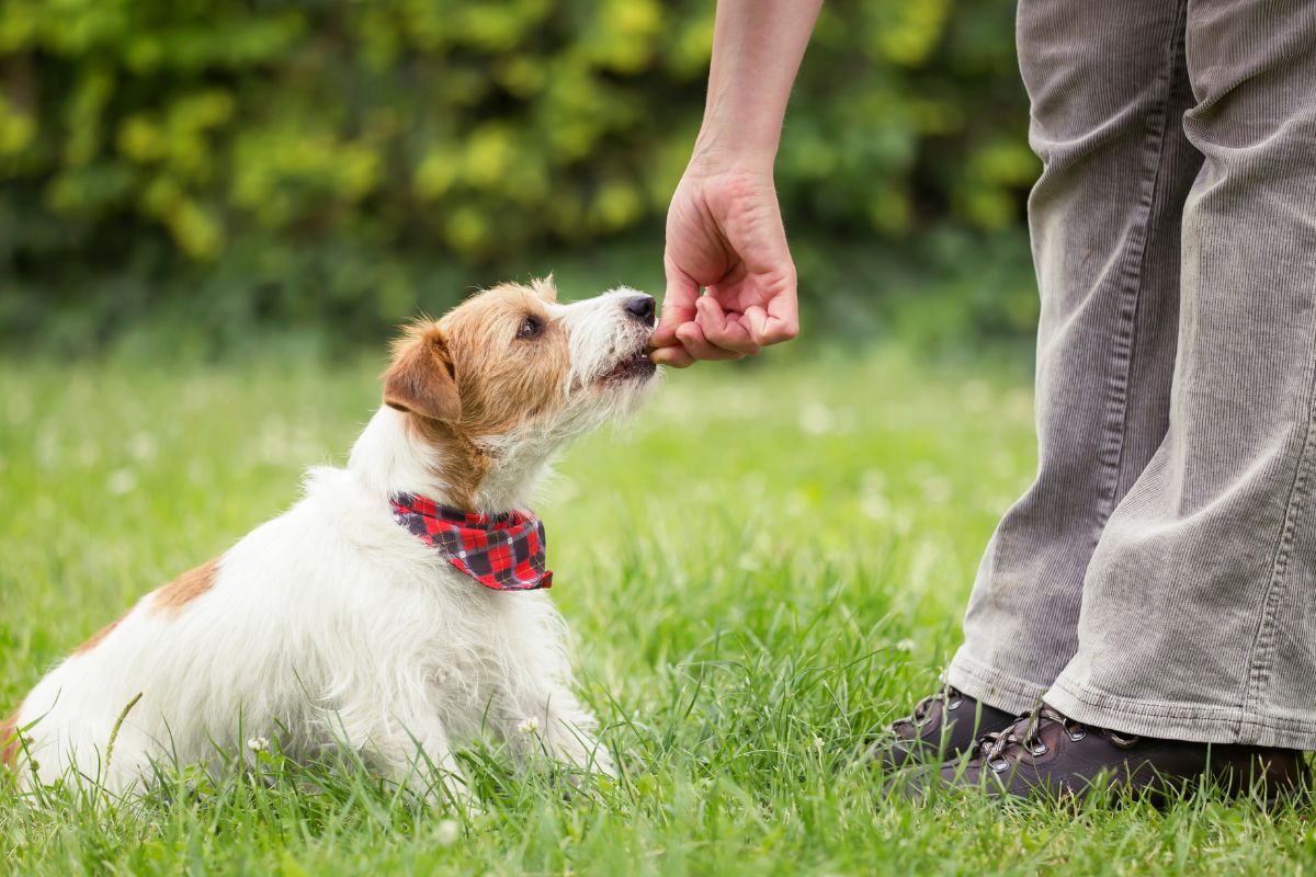 Small dog wearing a red bandana sitting on grass while receiving a training treat from a person’s hand during an outdoor training session.