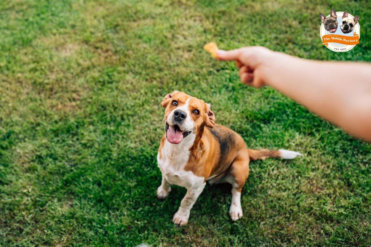 Beagle sitting on grass, focused on a hand holding a freeze-dried chicken liver dog treat.