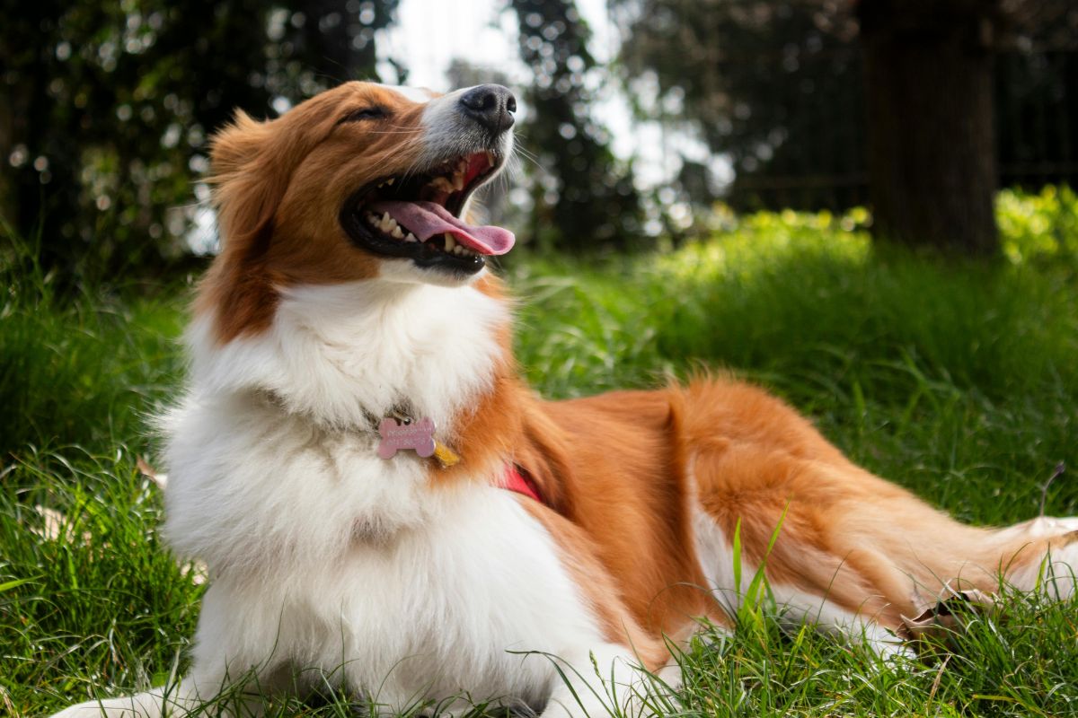 Happy dog resting on grass after play, showing health benefits of balanced beef heart feeding.