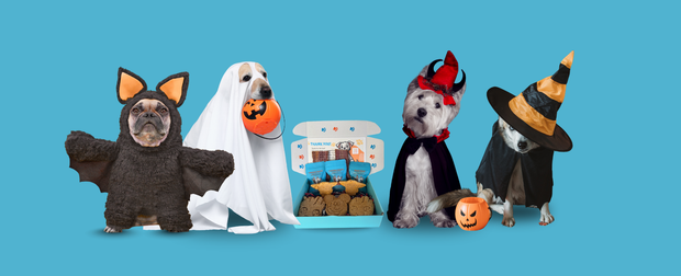 Banner image for: <h2>The Barkery Box</h2>