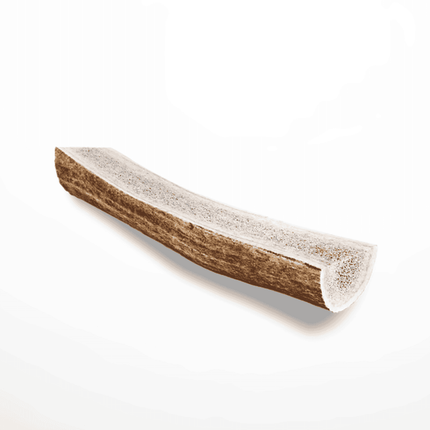 Natural deer antler dog chew with smooth outer edge and exposed marrow