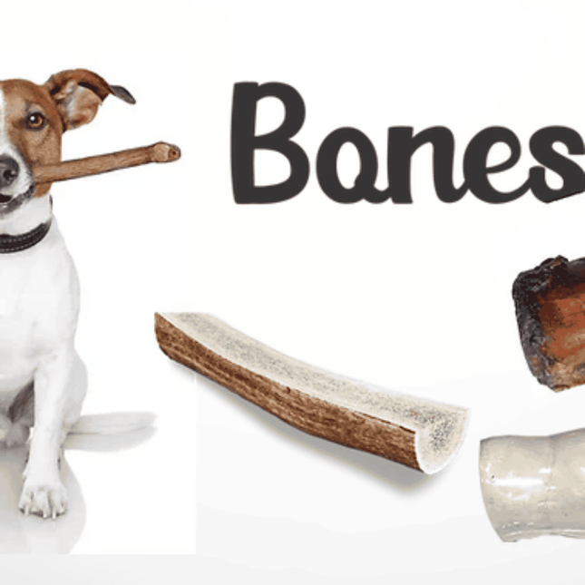 Small dog holding chew with elk antlers and smoked bones on white background