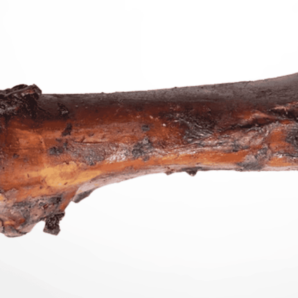 Large roasted beef marrow bone with rich brown surface and natural texture