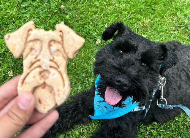 <h1>Healthy Cookies, Happy Pets</h1>